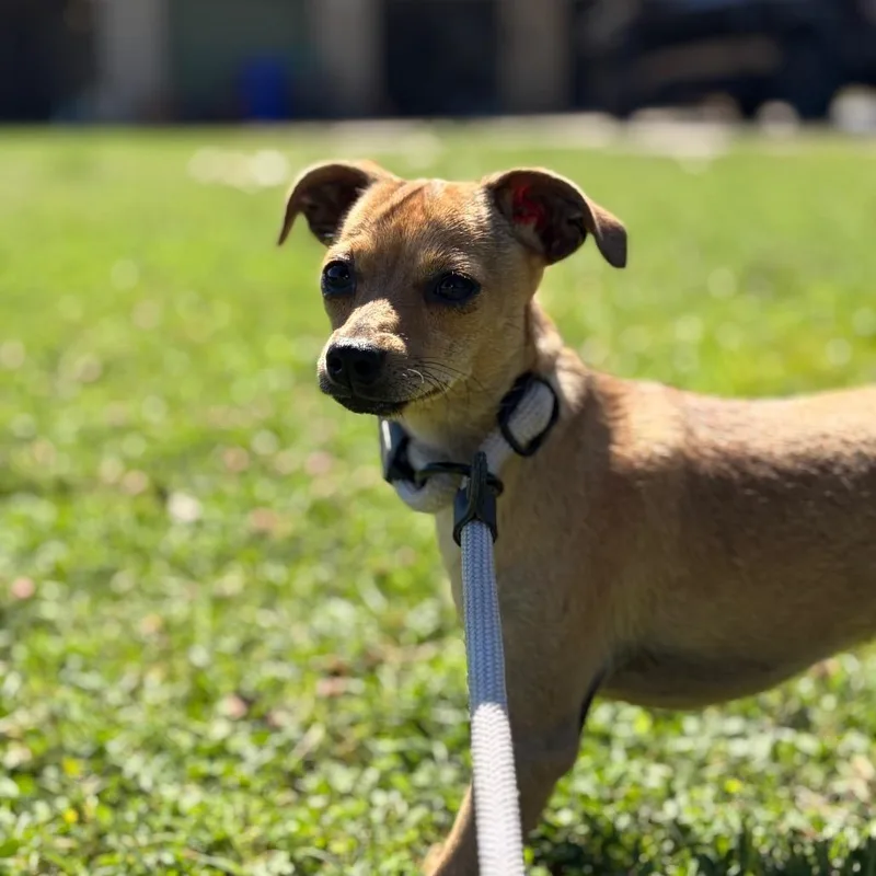 A young small-sized female Yellow / Tan / Blond / Fawn Rat Terrier dog named Mousie for adoption in Chico, CA