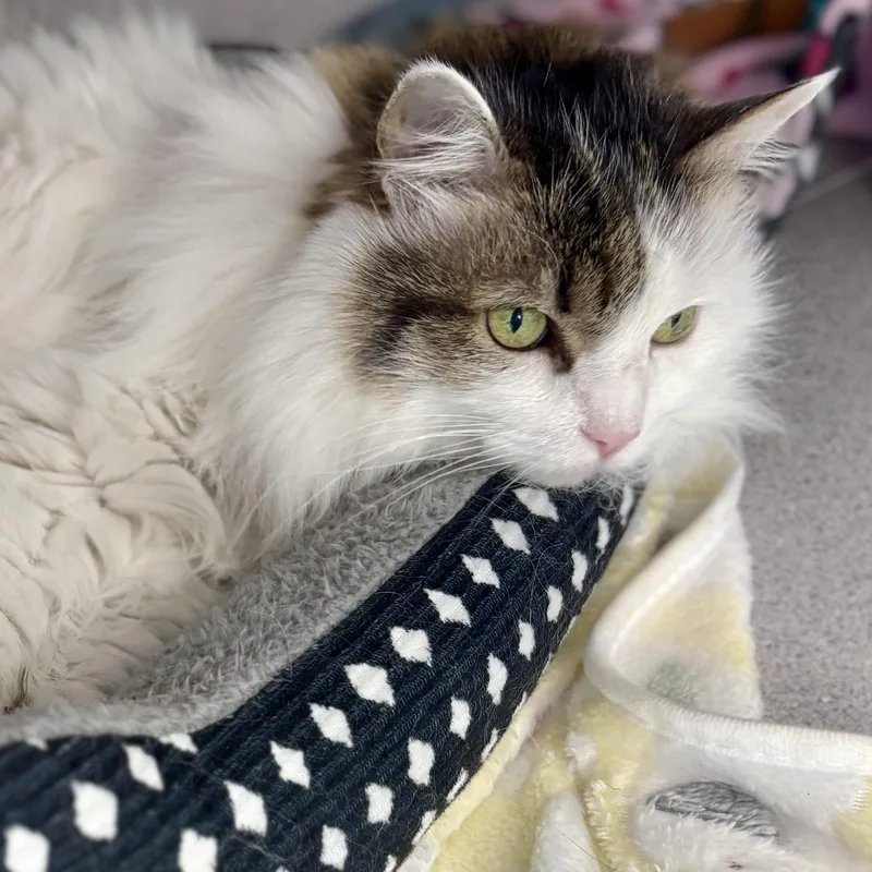 An adult medium-sized female White Maine Coon cat named Fluffy for adoption in Bardstown, KY