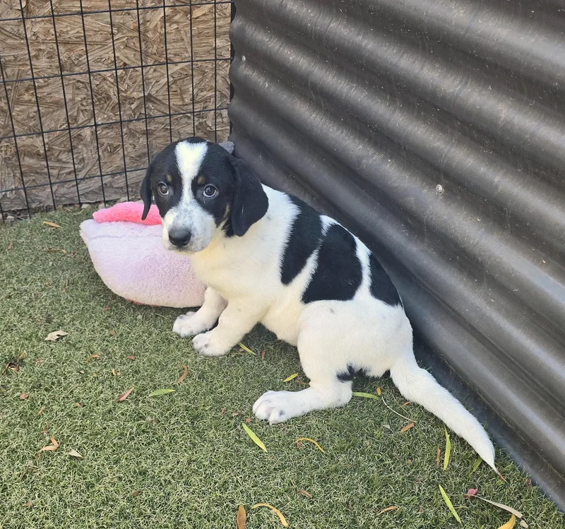 A baby medium-sized female Border Collie dog named Locket for adoption in Apache Junction, AZ