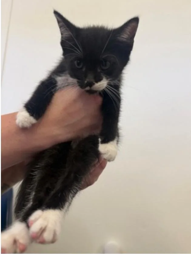 A baby small-sized female Black & White / Tuxedo Domestic Short Hair cat named DaisyHead Mayzie for adoption in Marshall, NC