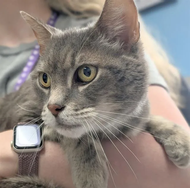 An adult medium-sized male Domestic Short Hair cat named Hoggle for adoption in Canfield, OH