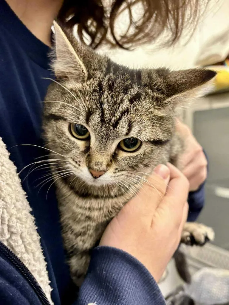 Espresso thumbnail 3