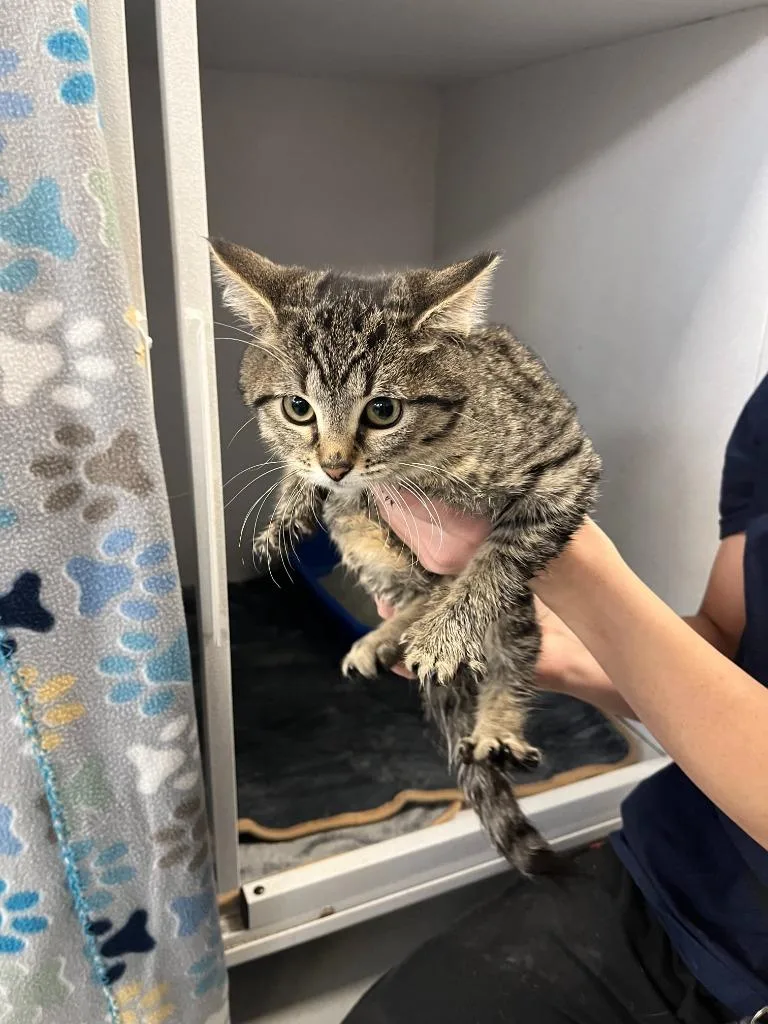 Espresso thumbnail 4