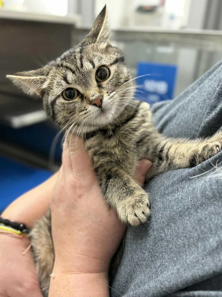 Espresso thumbnail 5