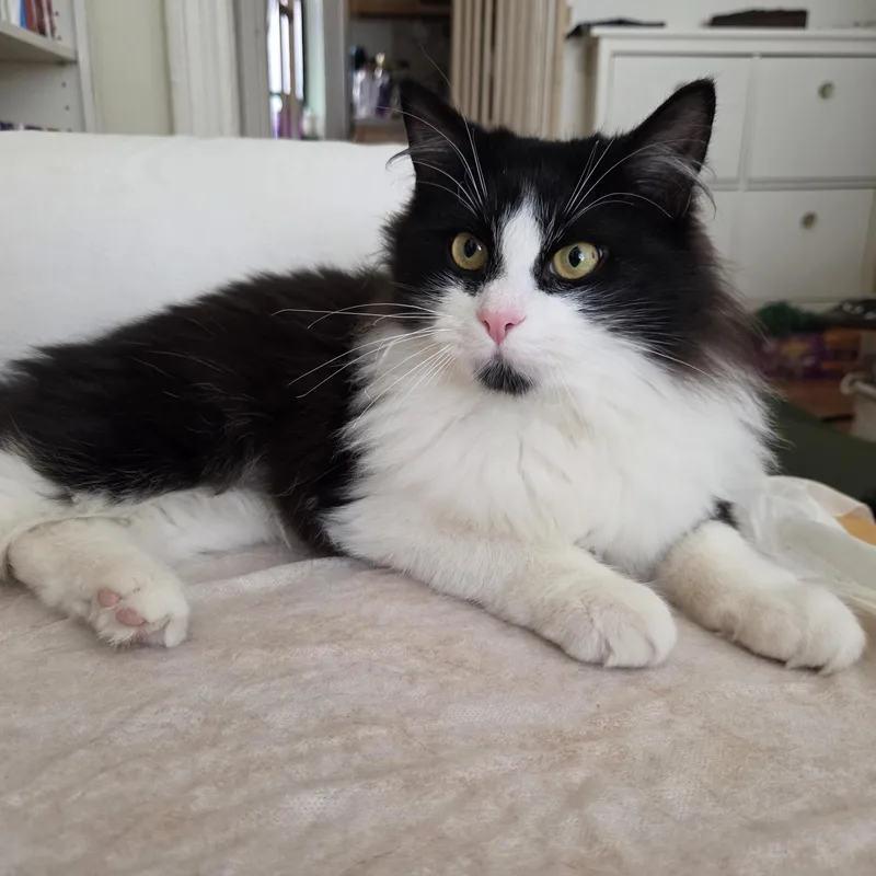 A young small-sized male Black & White / Tuxedo Domestic Long Hair cat named Tanner for adoption in New York, NY