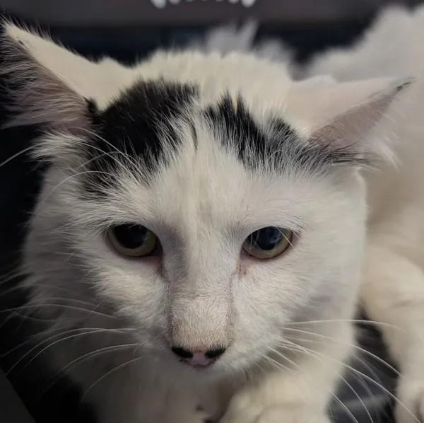 A young medium-sized male Domestic Long Hair cat named Stevie  Bonded Buddies for adoption in Des Moines, IA