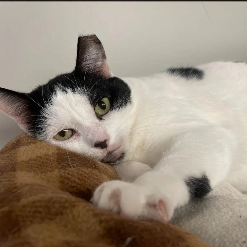 An adult medium-sized female Domestic Short Hair cat named Allison H for adoption in South Bend, IN