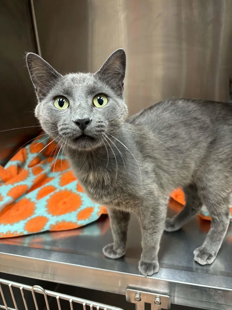 A young medium-sized male Gray / Blue / Silver Domestic Short Hair cat named Ash for adoption in Thomaston, CT