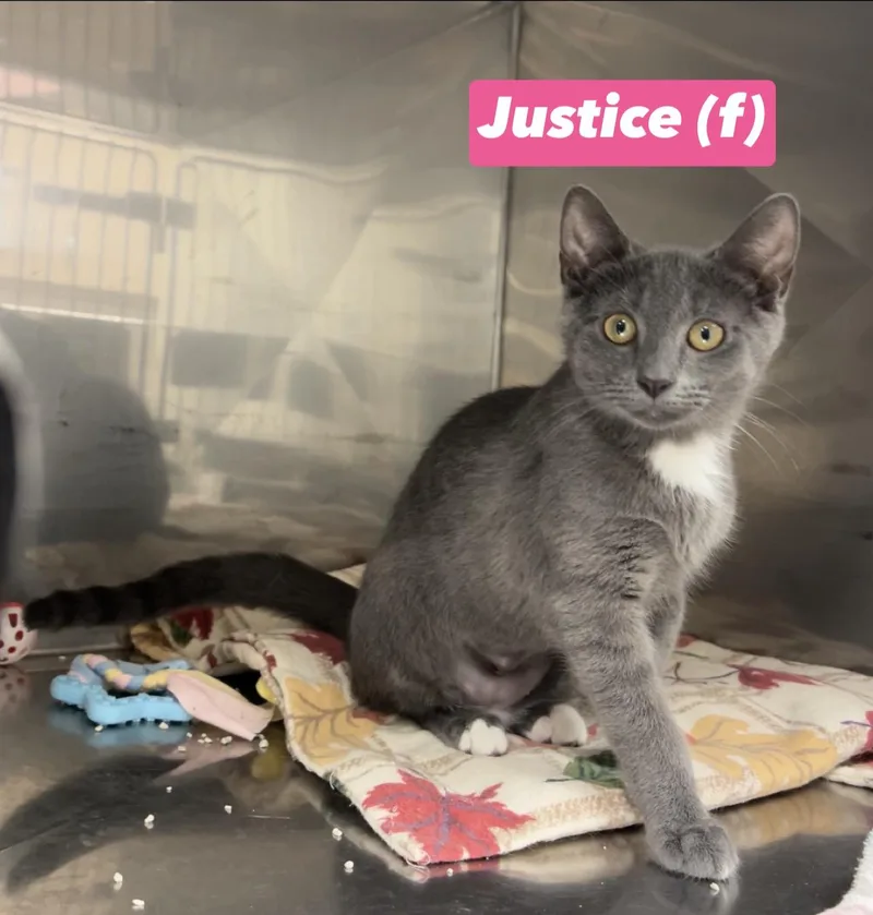 A baby medium-sized female Gray / Blue / Silver Domestic Short Hair cat named Justice for adoption in Montville, NJ