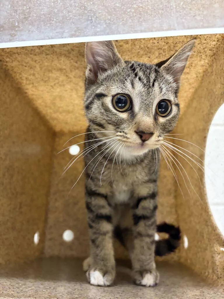 A baby small-sized male Tabby (Brown / Chocolate) Domestic Short Hair cat named Chunk for adoption in Fruit Heights, UT