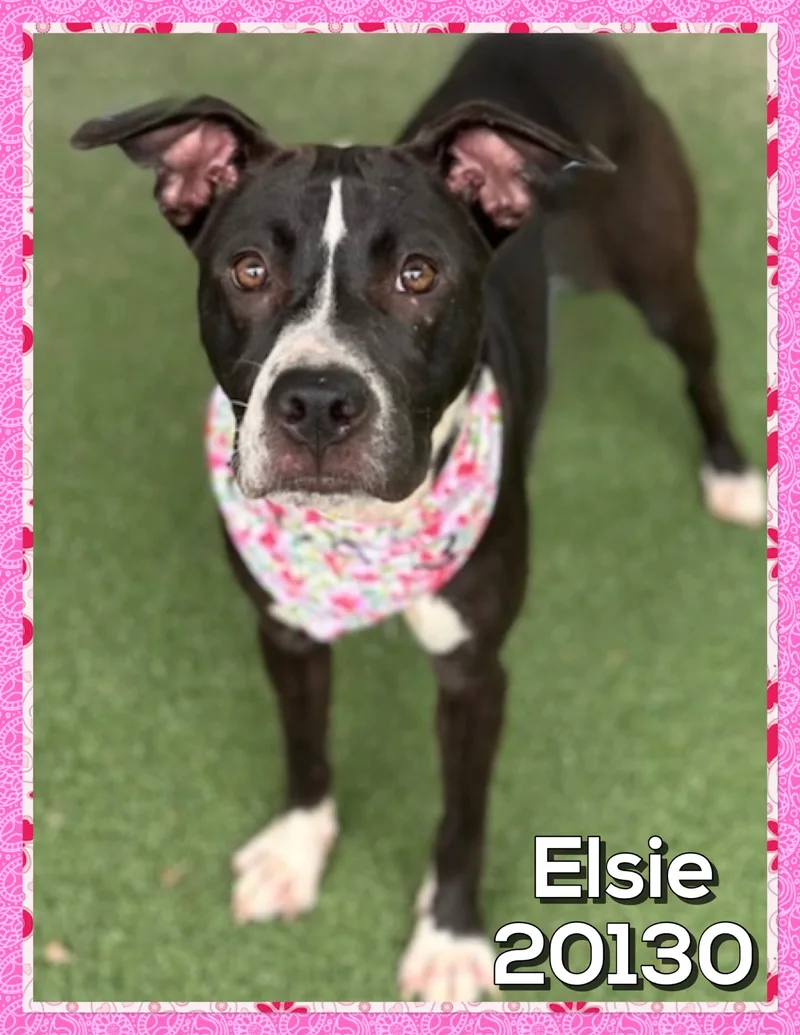 ELSIE also see CLAYTON thumbnail 2