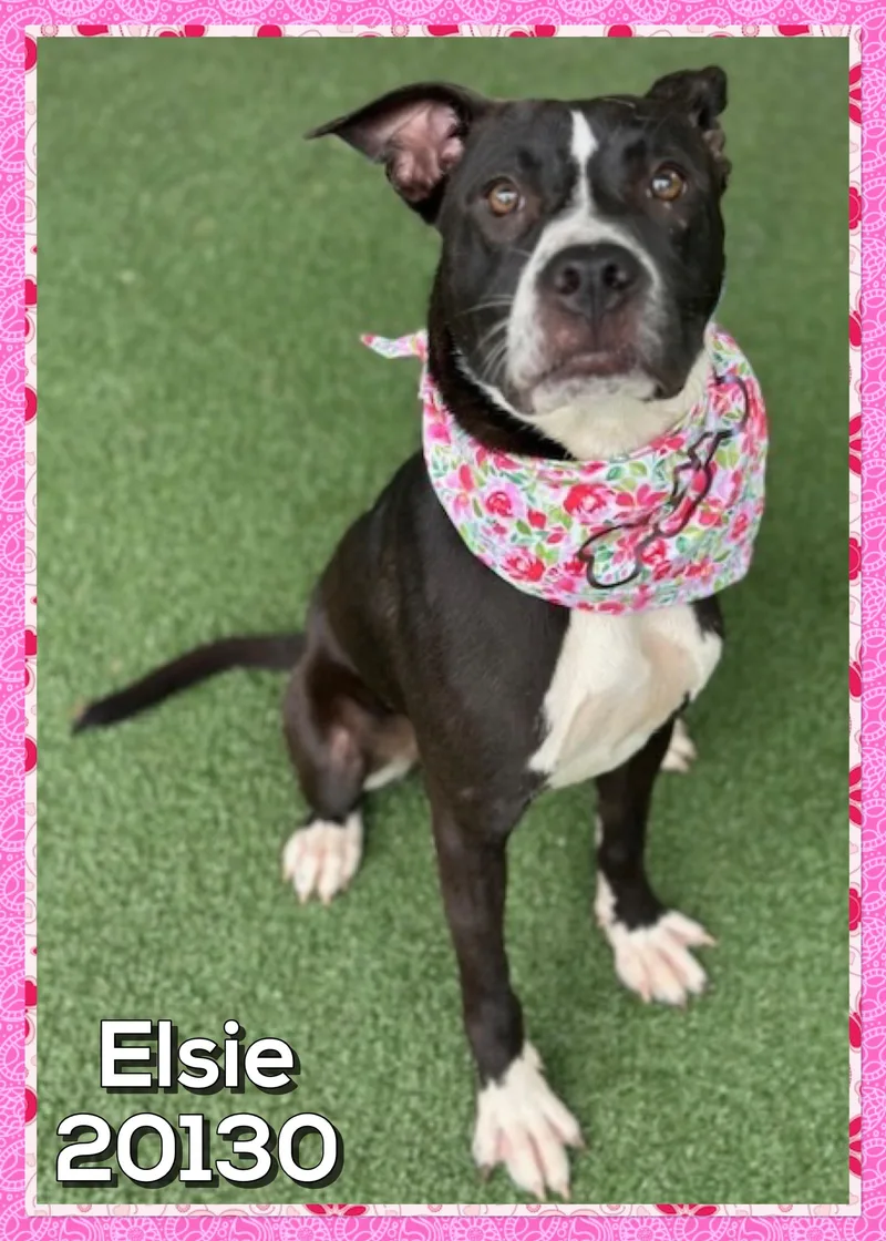 ELSIE also see CLAYTON thumbnail 3