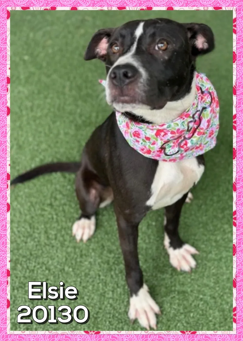 ELSIE also see CLAYTON thumbnail 4
