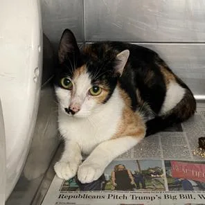 An adult medium-sized female Calico Domestic Short Hair cat named Lzzy for adoption in Long Beach, CA