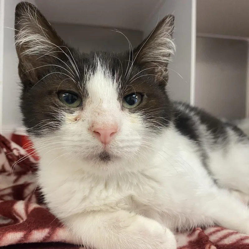 A baby small-sized male Domestic Short Hair cat named Chocolate for adoption in Newark, NJ