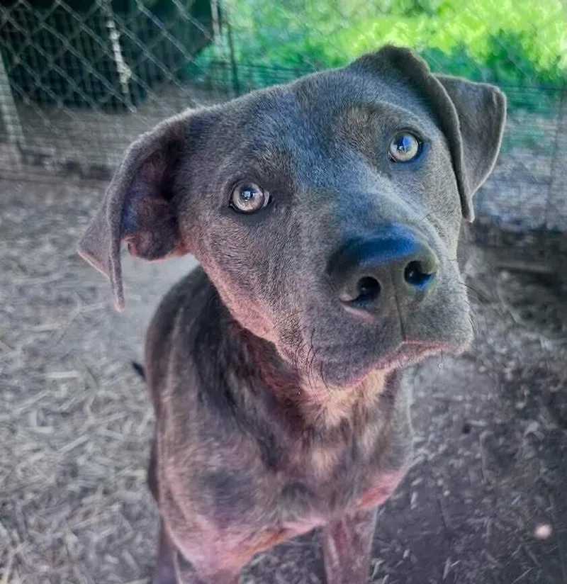 An adult medium-sized male Gray / Blue / Silver Labrador Retriever dog named Arlo for adoption in Long Island City, NY