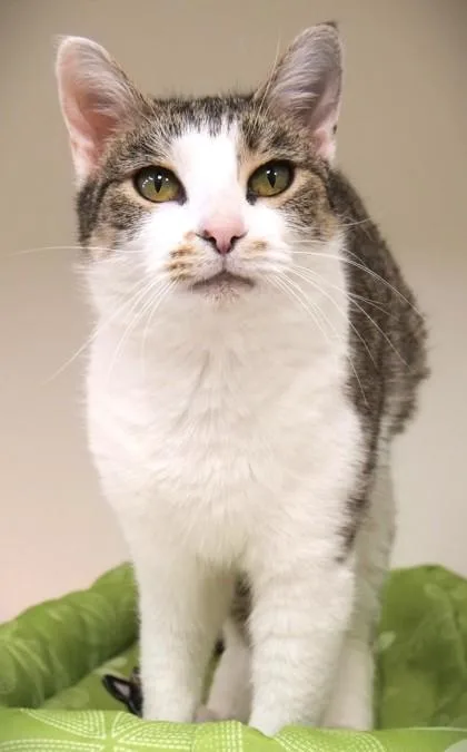 An adult medium-sized female Domestic Short Hair cat named Everly for adoption in Fishers, IN