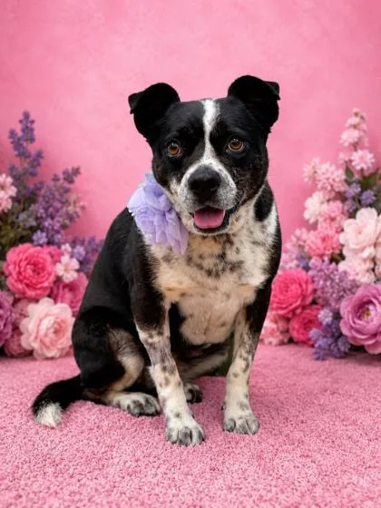 An adult medium-sized female Australian Cattle Dog / Blue Heeler dog named Robyn for adoption in Seagoville, TX