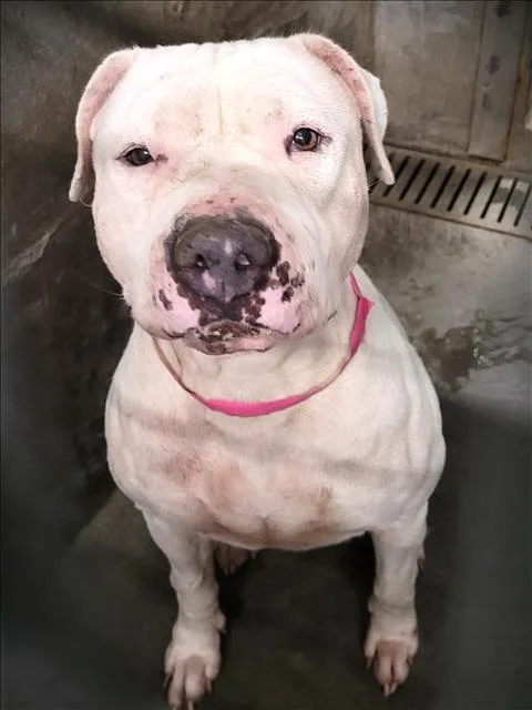 An adult large-sized female Pit Bull Terrier dog named Bonnie for adoption in Los Angeles, CA