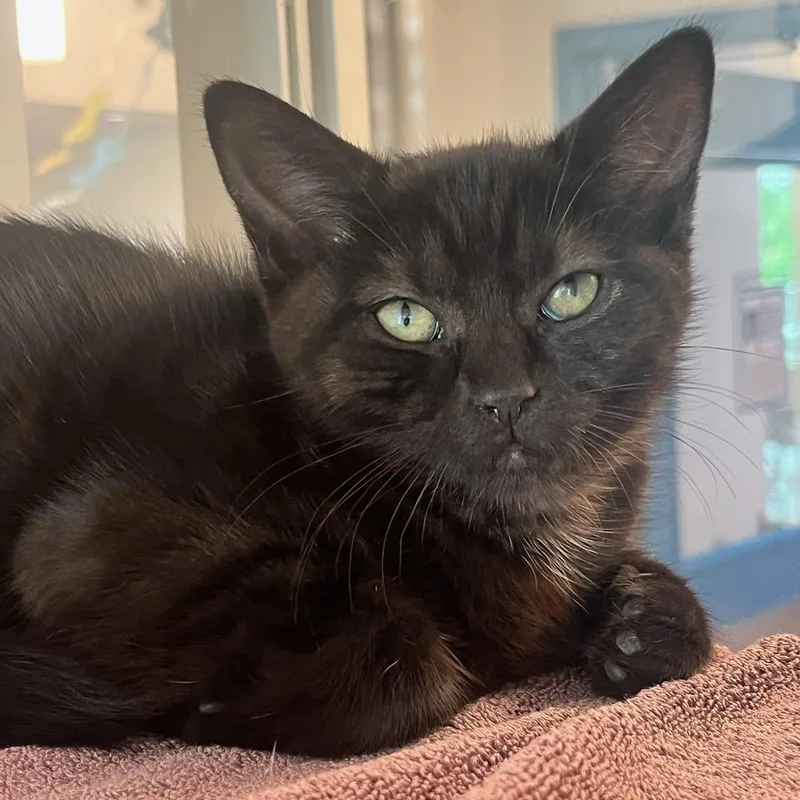 A baby small-sized female Black Domestic Short Hair cat named Capricorn for adoption in Manassas, VA