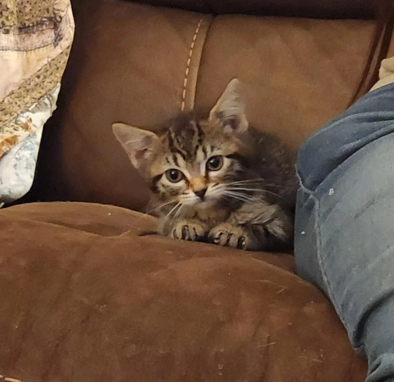 A baby medium-sized female Domestic Short Hair cat named Marmie for adoption in Great Bend, KS