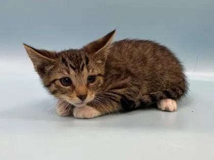 A baby small-sized male Domestic Short Hair cat named Dash for adoption in Woodbury, MN