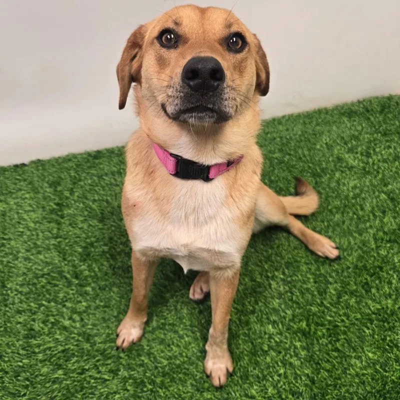 An adult medium-sized female Brown / Chocolate Mixed Breed dog named Hashbrowns for adoption in Columbia, MO