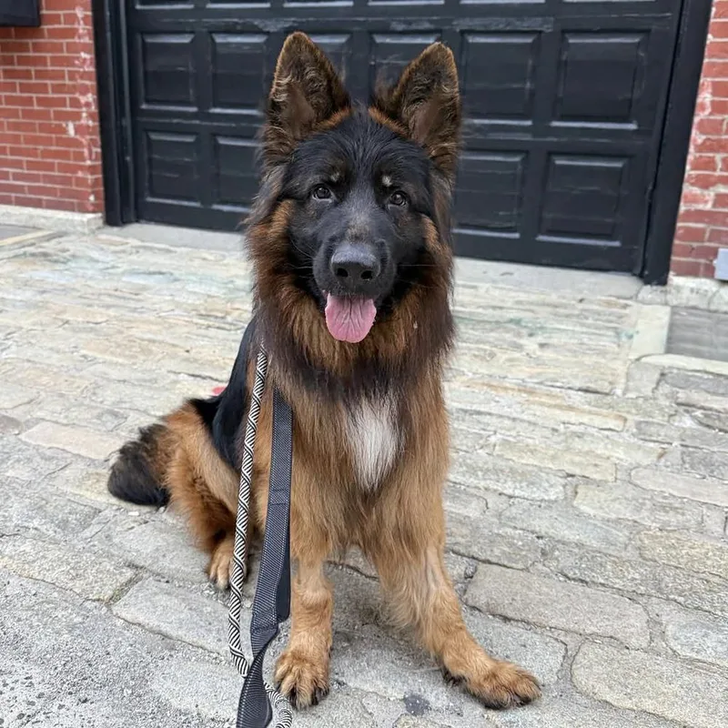 An adult medium-sized male German Shepherd Dog dog named Shadow Kai for adoption in Long Island City, NY