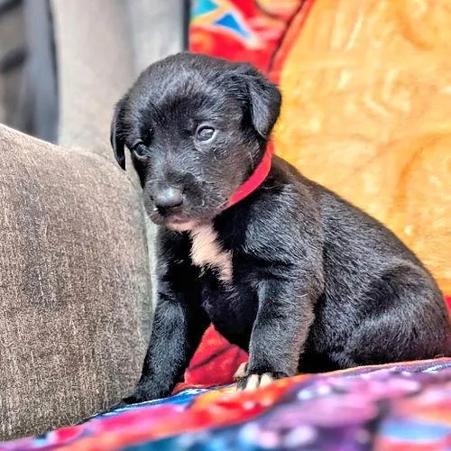 A baby medium-sized female Golden Retriever dog named Miss Red for adoption in Rutherfordton, NC