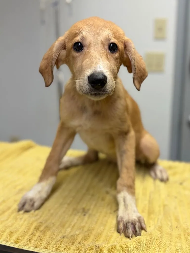 A baby large-sized female Mixed Breed dog named Lo Mein for adoption in Lockhart, TX
