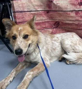 A young medium-sized male Australian Shepherd dog named AC "Alvin" for adoption in Conyers, GA