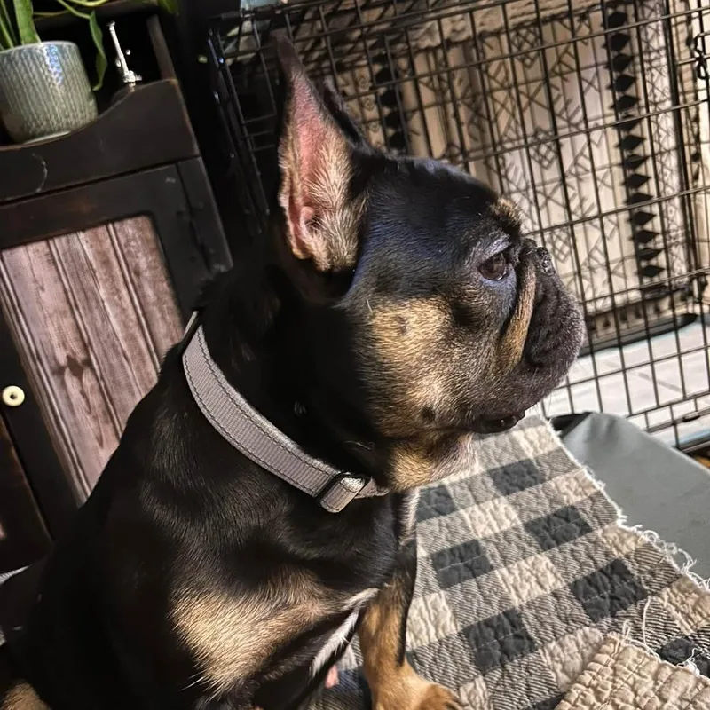 An adult medium-sized female French Bulldog dog named Babe for adoption in Huber Heights, OH