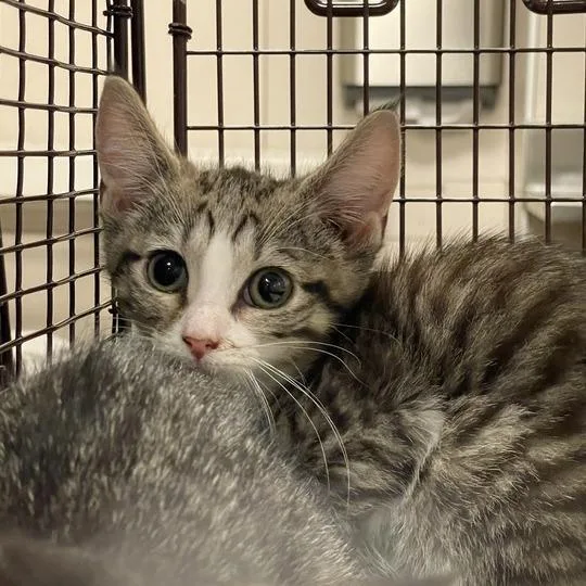 A baby small-sized female Brown / Chocolate Domestic Short Hair cat named Krystal for adoption in Chicago, IL