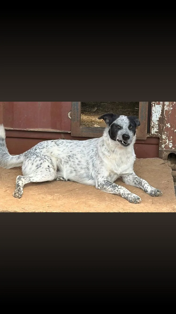 An adult medium-sized female Australian Cattle Dog / Blue Heeler named Catnip for adoption in Paradise, TX