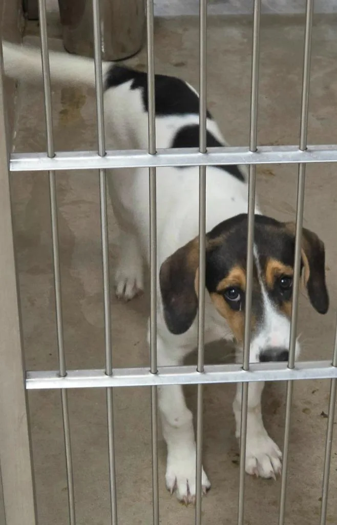 A baby small-sized male Beagle dog named Stray for adoption in Highland Village, TX