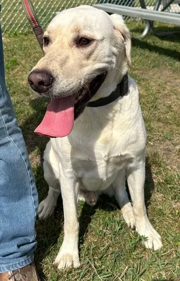 Arlo