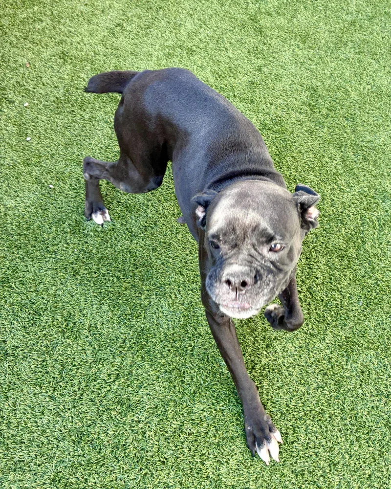 An adult large-sized female Boxer dog named Virginia for adoption in Monticello, NY