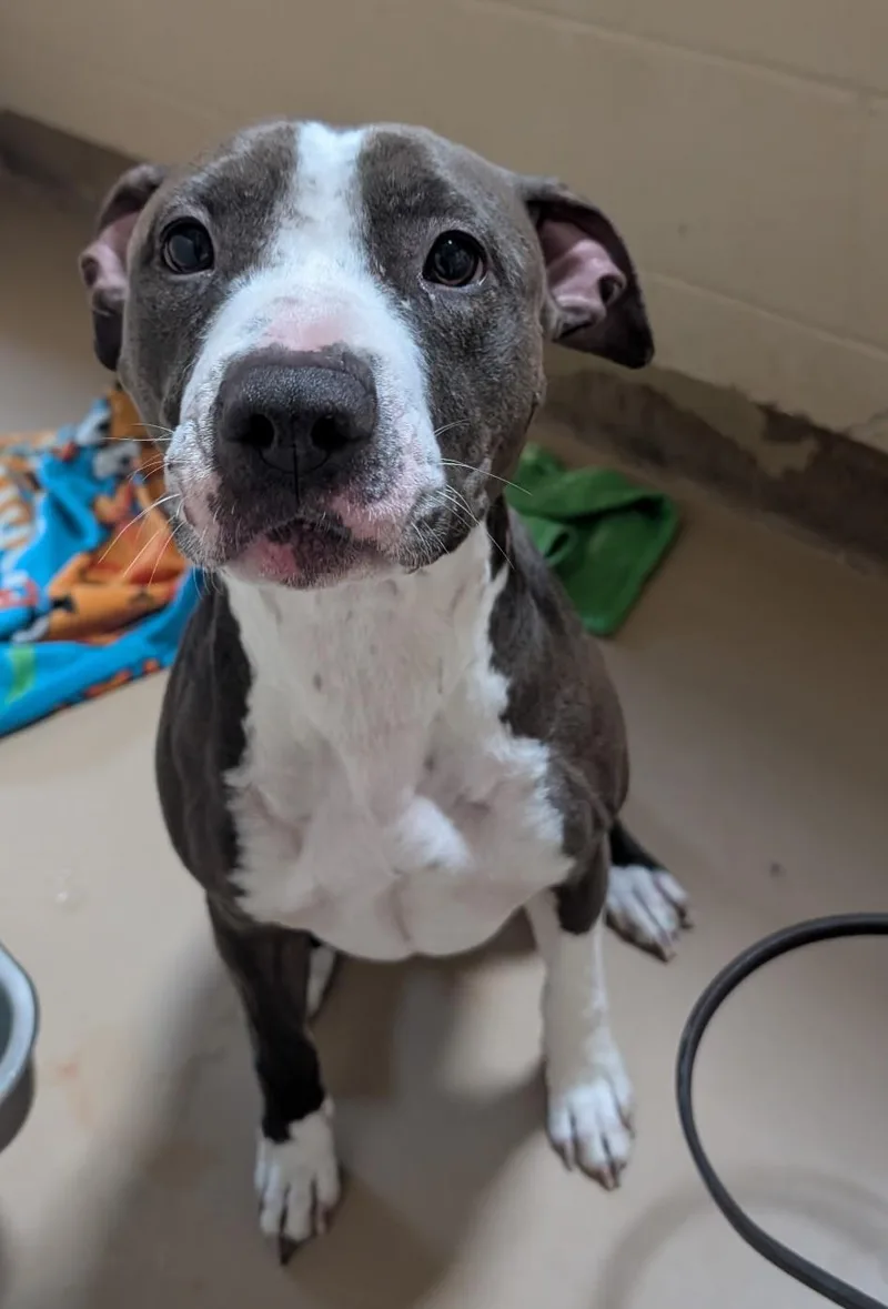 Norma