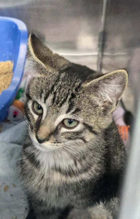 A baby medium-sized male Tabby (Gray / Blue / Silver) Domestic Short Hair cat named Kramer for adoption in Mount Vernon, OH