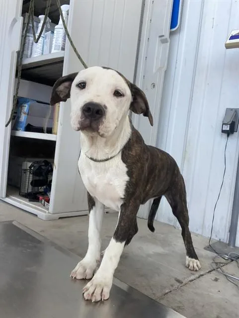 A young medium-sized female Pit Bull Terrier dog named Sarah for adoption in Bakersfield, CA