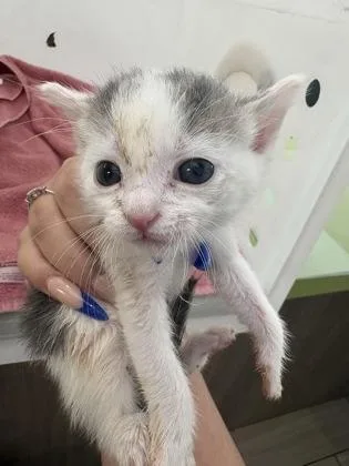 A baby small-sized male Domestic Short Hair cat named Falco for adoption in Daytona Beach, FL
