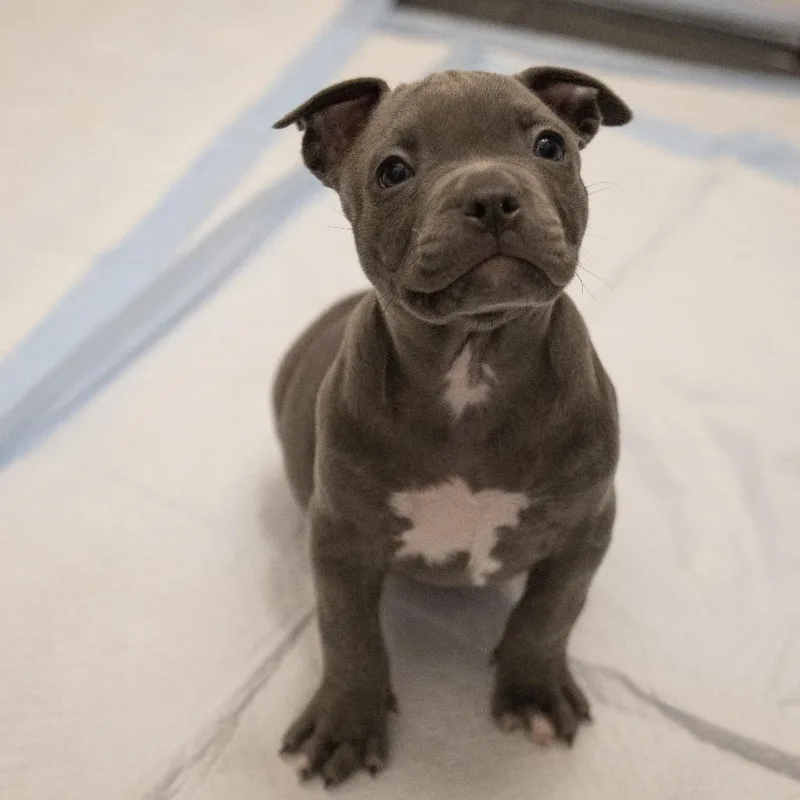 A baby medium-sized female Gray / Blue / Silver Pit Bull Terrier dog named Miu Miu for adoption in Austin, TX