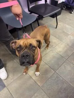 An adult large-sized female Boxer dog named Olic for adoption in El Paso, TX