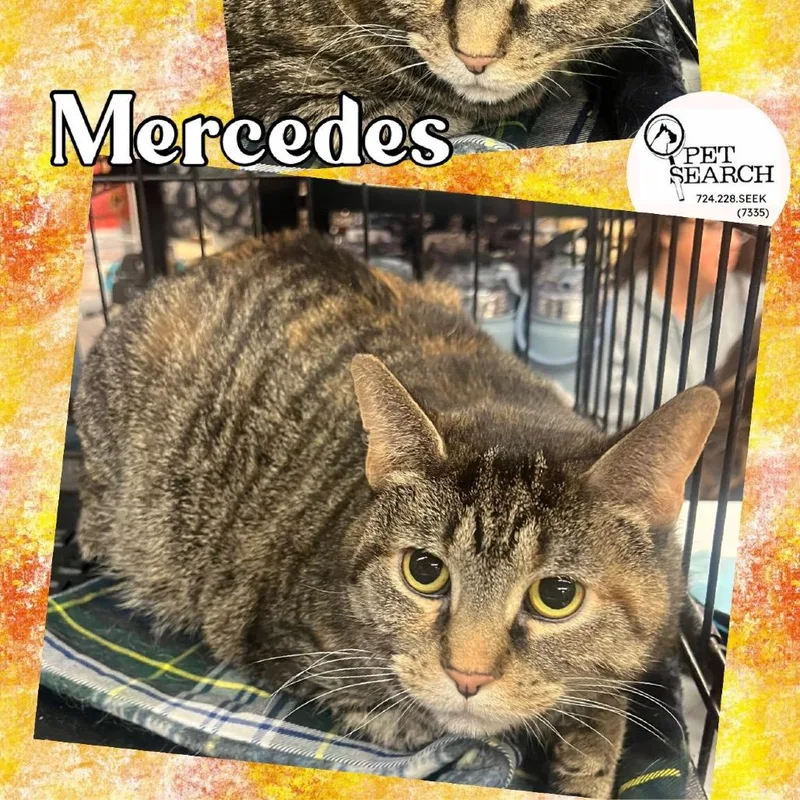 An adult small-sized female Buff / Tan / Fawn Domestic Short Hair cat named Mercedes for adoption in Washington, PA