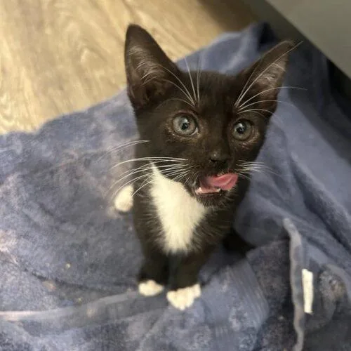 A baby small-sized female Black & White / Tuxedo Domestic Short Hair cat named Angel Madonna for adoption in Tampa, FL