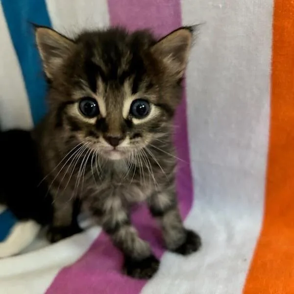 A baby small-sized male Brown / Chocolate Domestic Short Hair cat named Kory for adoption in Fredericksburg, TX