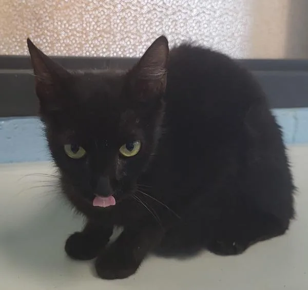 A young small-sized female Domestic Short Hair cat named Fm Regina for adoption in Lawrenceville, GA