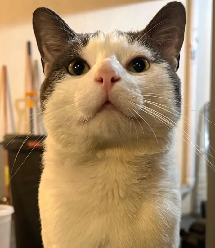 Muta