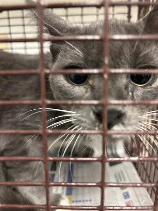 A baby small-sized female Domestic Short Hair cat named Fresca for adoption in Austin, TX