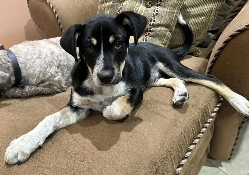 A baby medium-sized male Australian Cattle Dog / Blue Heeler dog named Cooper for adoption in Tucson, AZ